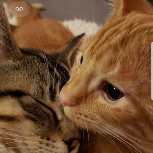 Meet your Posher, Trisha